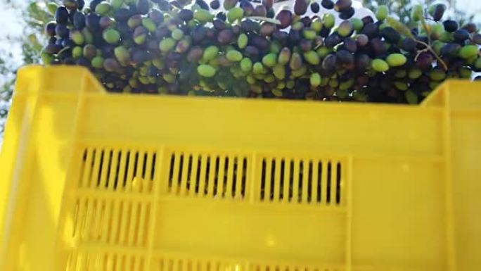 农民在4k农场里拿着一箱橄榄