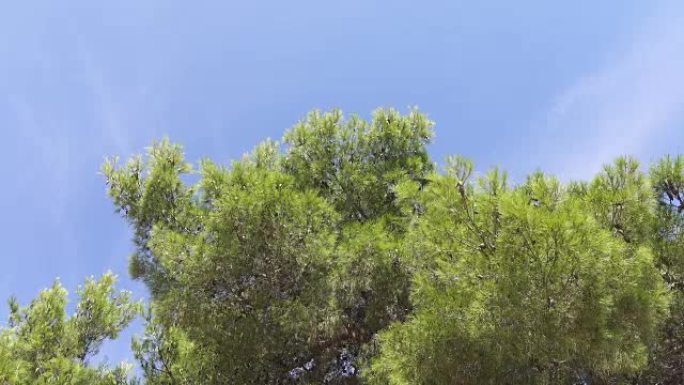 低角度视图: 年轻的翠绿松树冠层在微风中摇曳