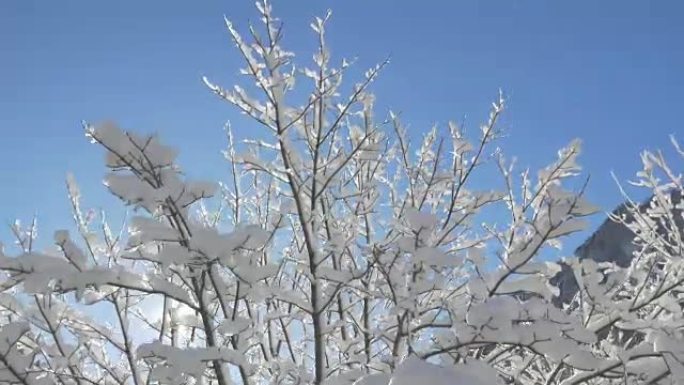 天线，特写: 在阳光明媚的冬日，树顶覆盖着白色的雪毯