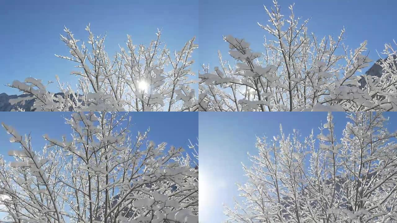 天线，特写: 在阳光明媚的冬日，树顶覆盖着白色的雪毯