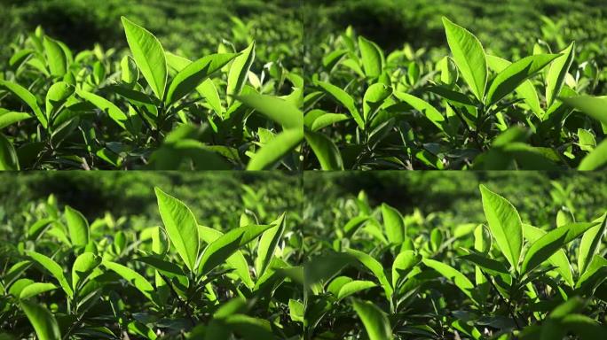 阳光照射下的新鲜绿茶叶。慢动作