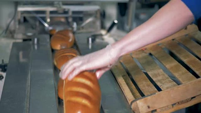 将长条烤面包放在传送带上包装，左视图。