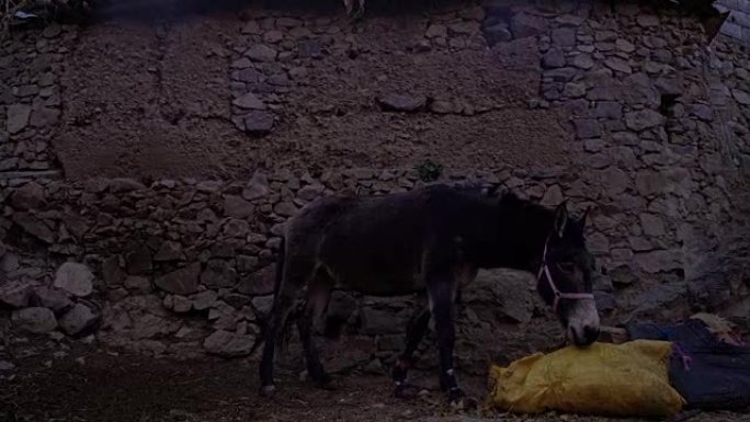Donkey in mountain village