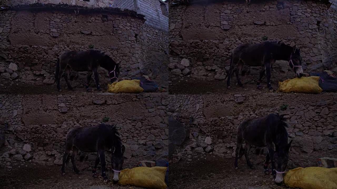 Donkey in mountain village