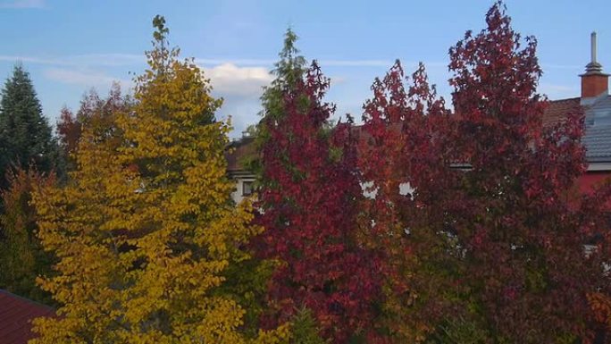 空中: 色彩丰富的秋天树木