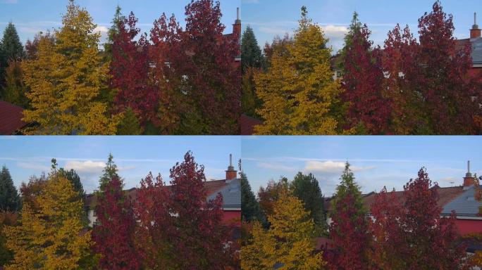 空中: 色彩丰富的秋天树木