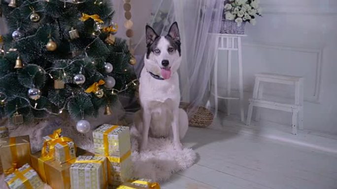 新年树附近可爱的哈士奇狗，守卫圣诞礼物