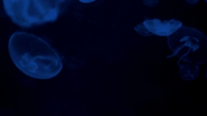 水母-高清视频水母