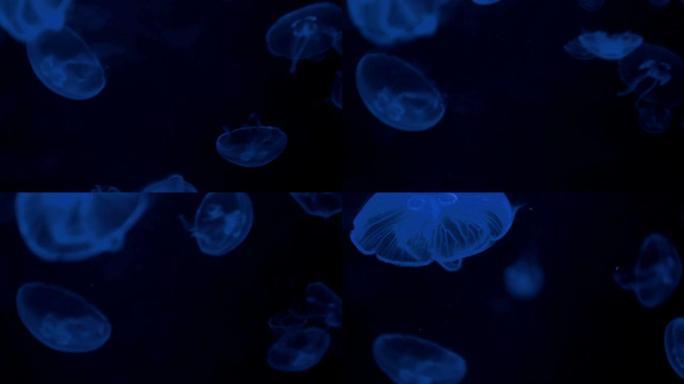 水母-高清视频水母