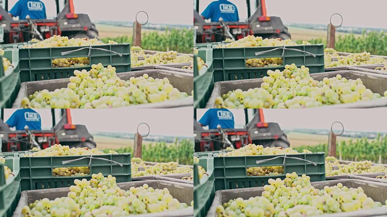 拖拉机在葡萄园中提取新鲜成熟的葡萄，实时
