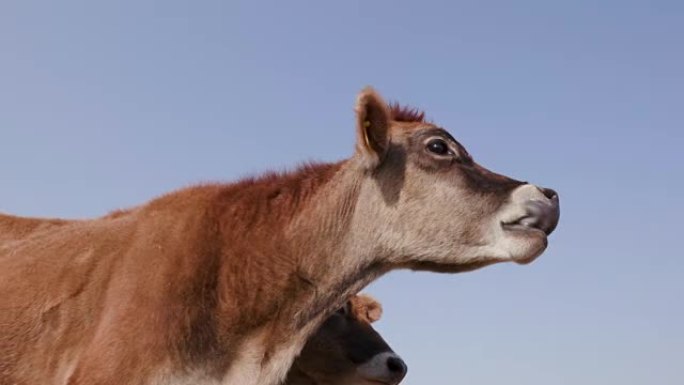 有趣的泽西牛伸出舌头的特写镜头，另一头牛在后面