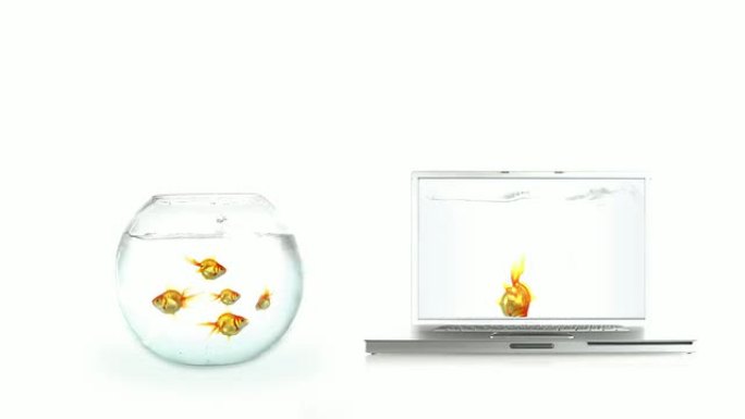 冲浪的鱼冲浪的鱼电脑