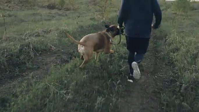 多莉 (Dolly) 拍摄了年轻的运动型男子与他的斗牛犬在公园户外奔跑并准备宠物参加比赛的镜头
