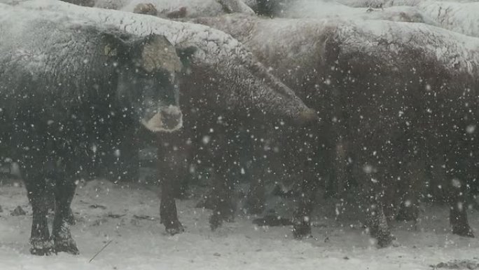 牛粘在一起冰天雪地鹅毛大雪野牛