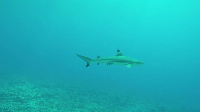 水下: 小鲨鱼在岩石珊瑚礁上方的绿松石海洋中游泳