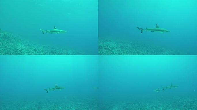 水下: 小鲨鱼在岩石珊瑚礁上方的绿松石海洋中游泳