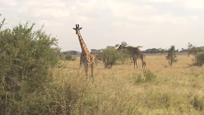 特写: 三只年轻的长颈鹿高高地在相思树上觅食，撕下树叶