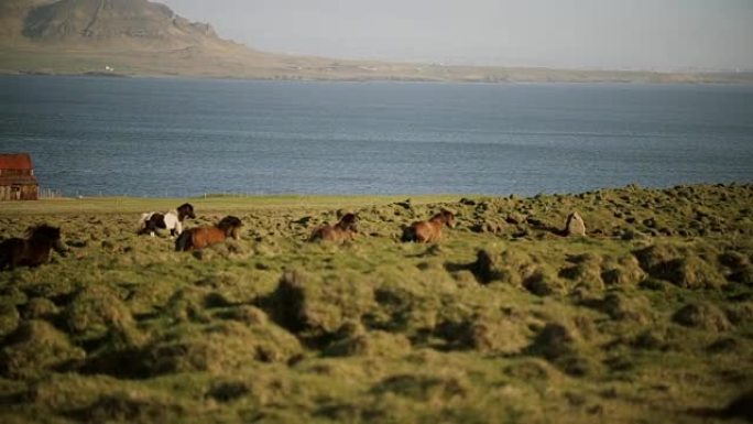 北大自然的美丽景色。在田野中奔跑的冰岛野生马群