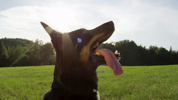 特写: 气喘吁吁的边境牧羊犬耐心地坐在草地上等待。