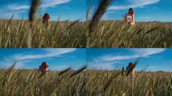 年轻的女农场工人站在田间采摘小麦