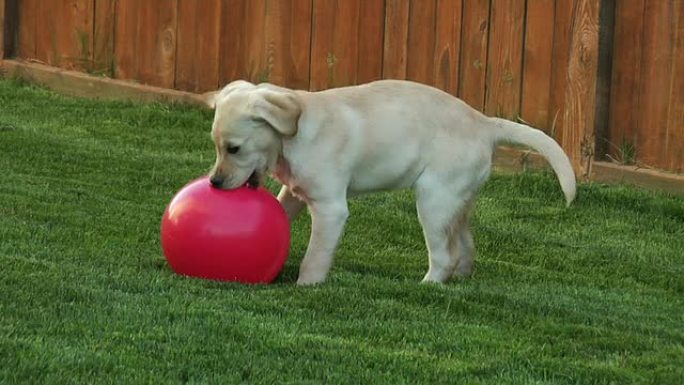 小狗在玩红色的大球