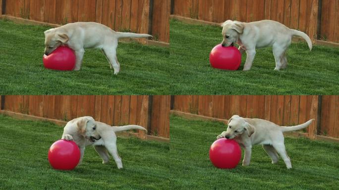 小狗在玩红色的大球