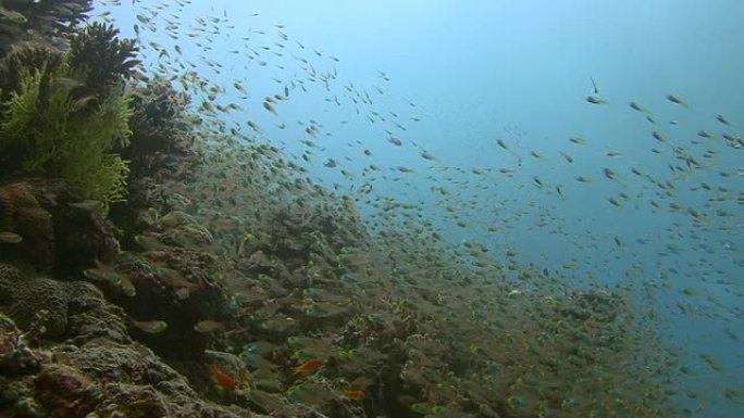 玻璃鱼热带鱼群海洋大海野生动物
