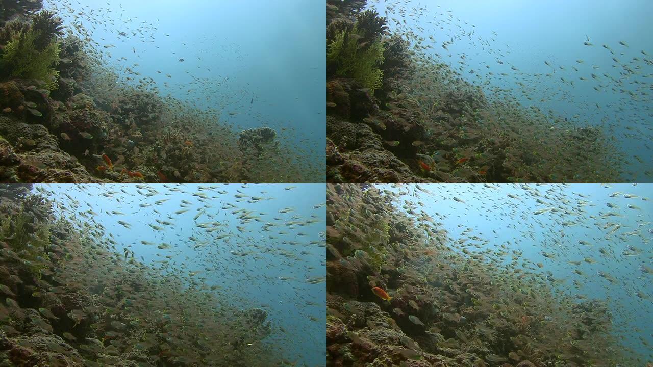 玻璃鱼热带鱼群海洋大海野生动物