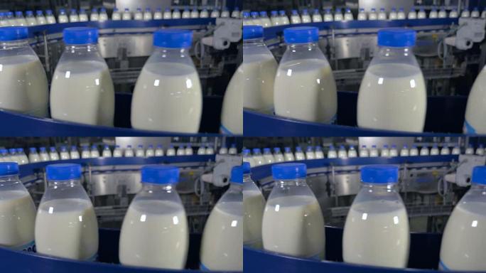 牛奶生产厂的传送带上有许多瓶牛奶