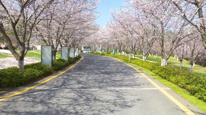 南京春天盛开的樱花