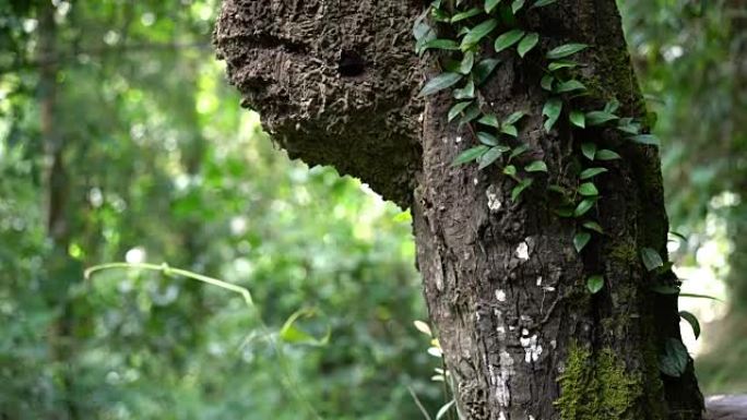泰国热带雨林树上的蚂蚁巢。