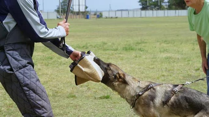 训练师在农场训练牧羊犬4k