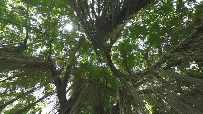 低角度视角丛林藤蔓悬挂在郁郁葱葱的绿色树冠上的古树上