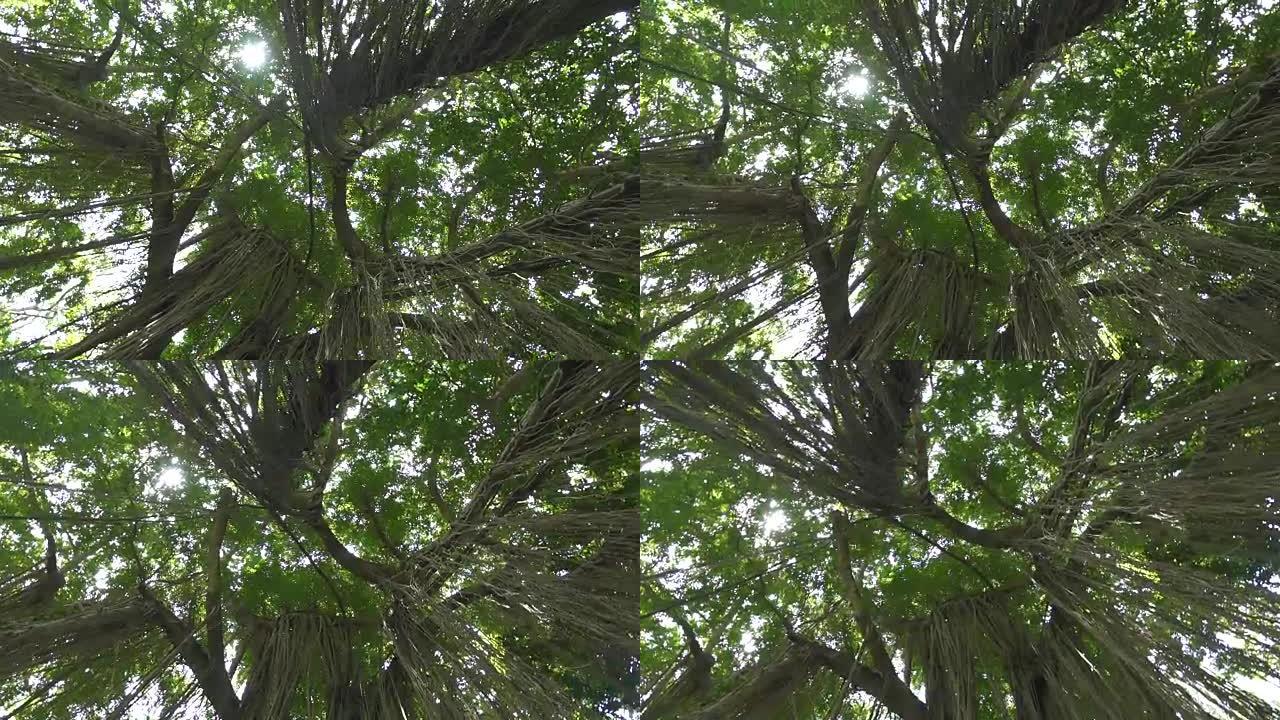 低角度视角丛林藤蔓悬挂在郁郁葱葱的绿色树冠上的古树上