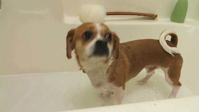 狗洗完澡后把水抖掉