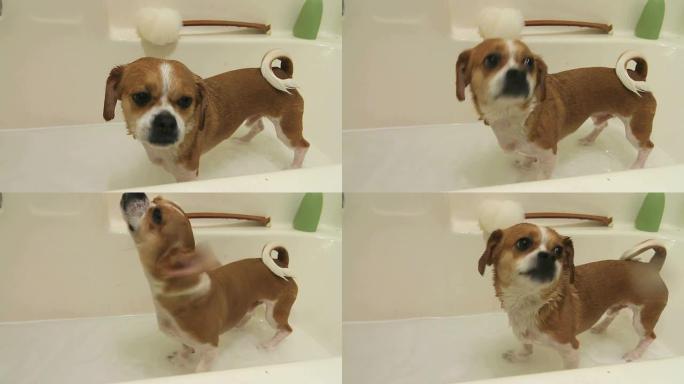 狗洗完澡后把水抖掉