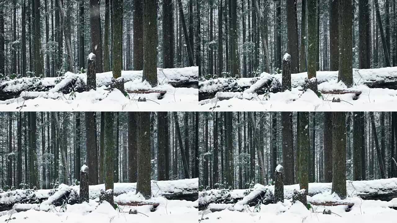 在雪地里经过林地