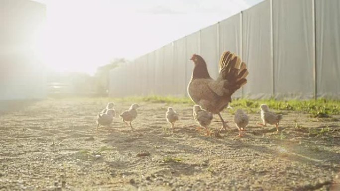 特写: 在母亲的脚步之后，后院的可爱小鸡