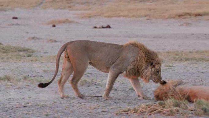 博茨瓦纳的两只雄狮打招呼