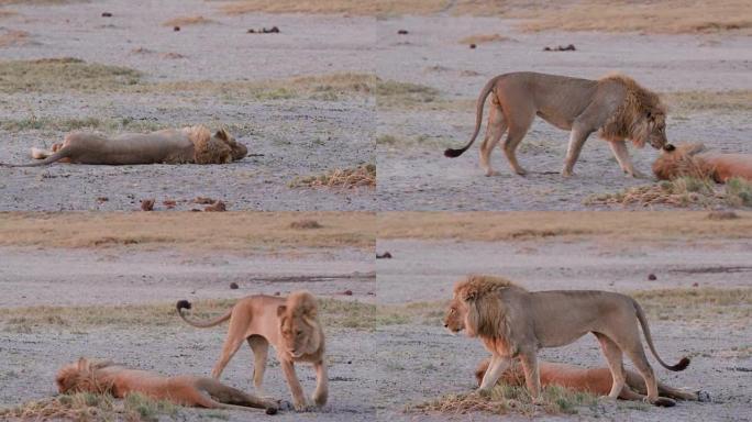 博茨瓦纳的两只雄狮打招呼