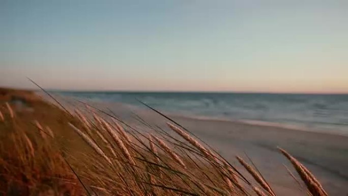 干草在风中摇曳的特写镜头，背景是海上美丽的粉红色和蓝色日落