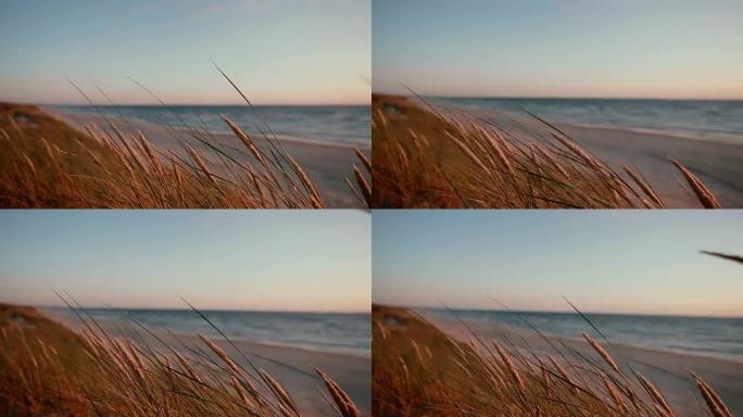 干草在风中摇曳的特写镜头，背景是海上美丽的粉红色和蓝色日落