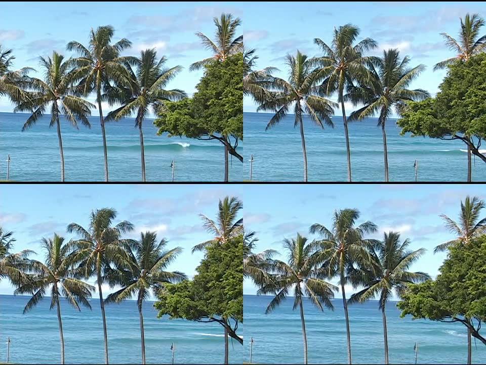 棕榈树和海洋。