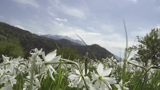 特写: 水仙花