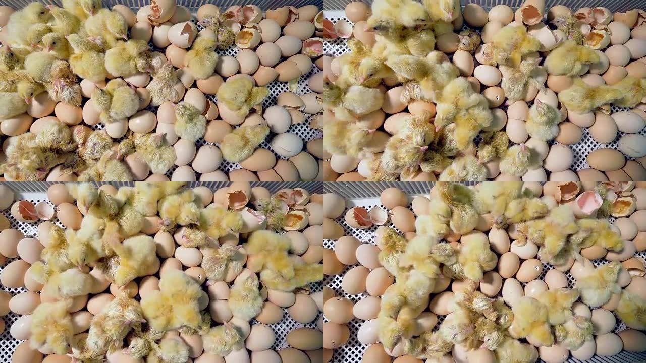家禽，鸟类农场新孵化的幼鸡。顶视图。4K。