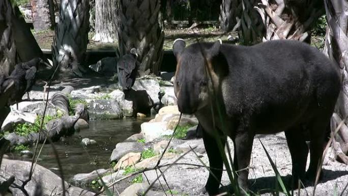 Tapir在棍子上咀嚼