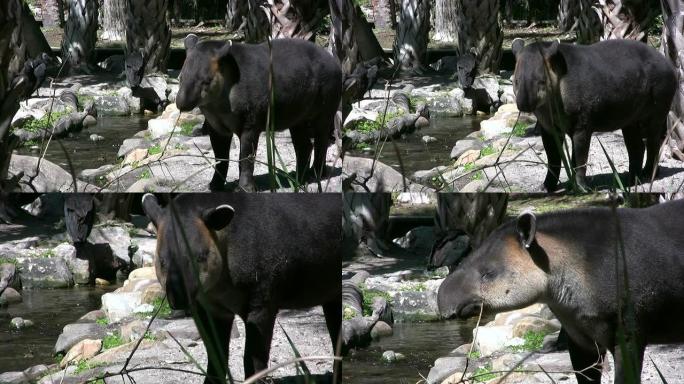 Tapir在棍子上咀嚼