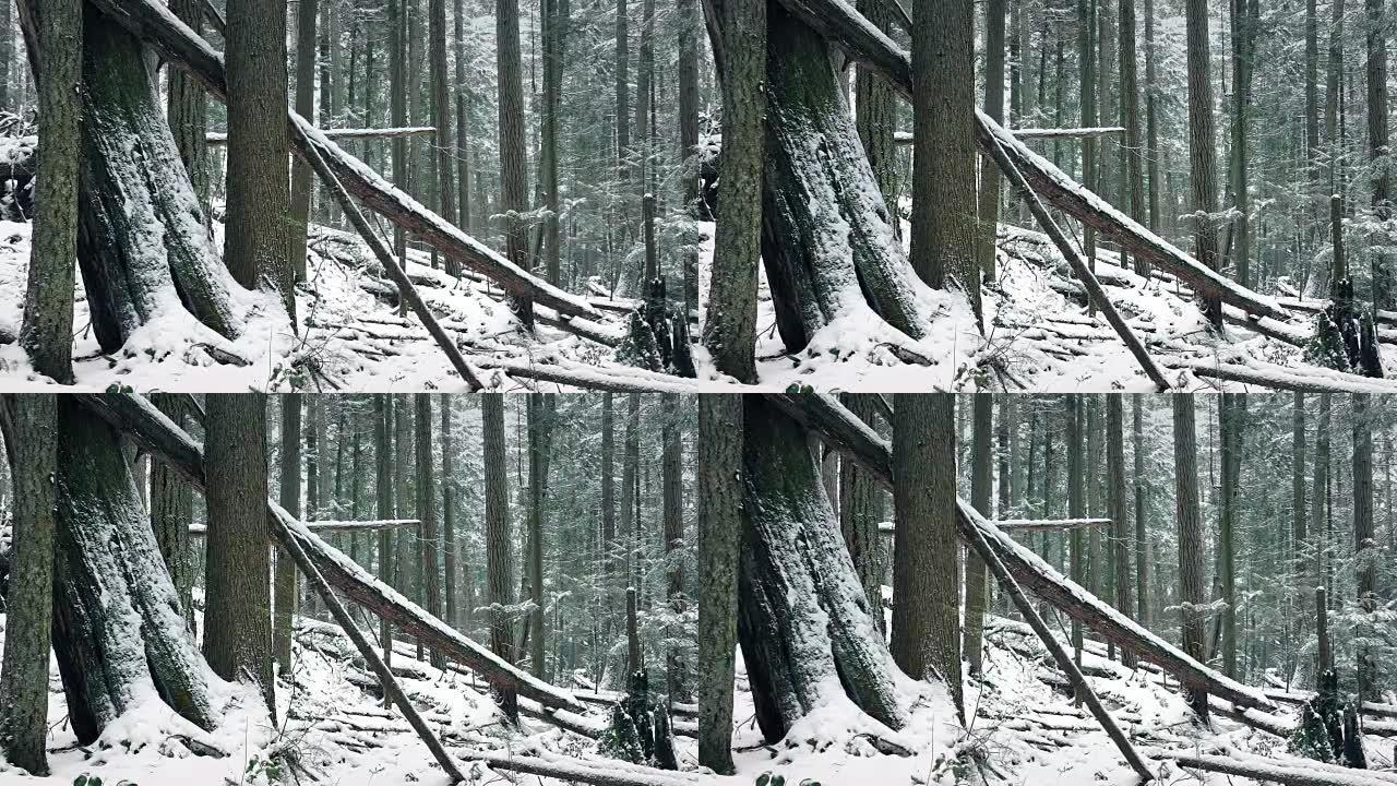 在白雪皑皑的冬季森林中通过倒下的原木