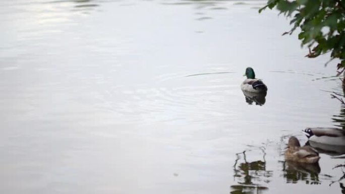 一群鸭子在水上