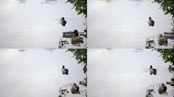 一群鸭子在水上